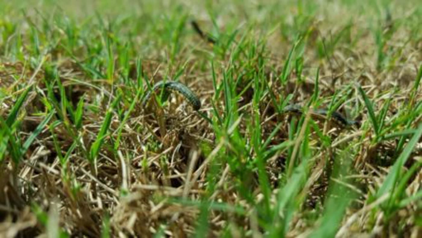 An armyworm down among turf grass