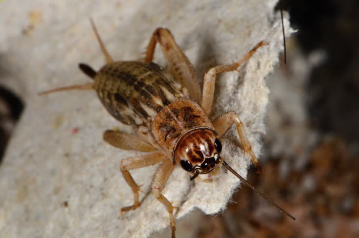 A cricket