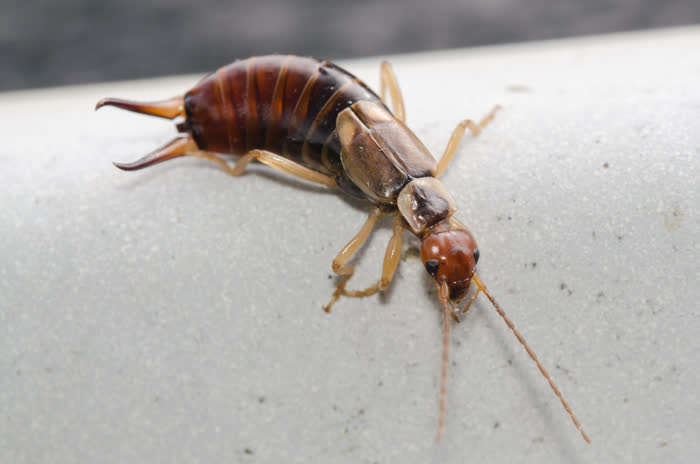 An earwig
