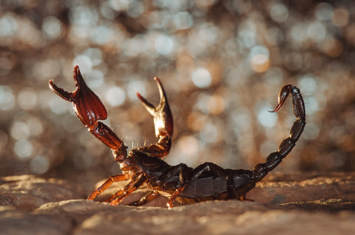 A scorpion