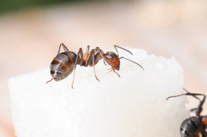 An ant on a sugar cube