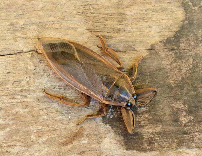 A water bug on wood