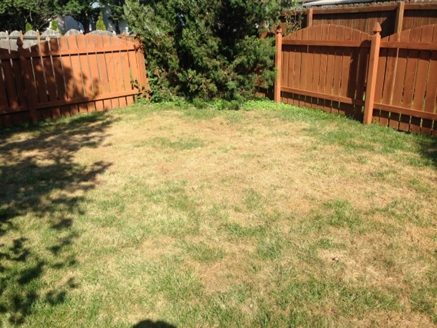 A lawn showing large brown and yellow patches of turf disease