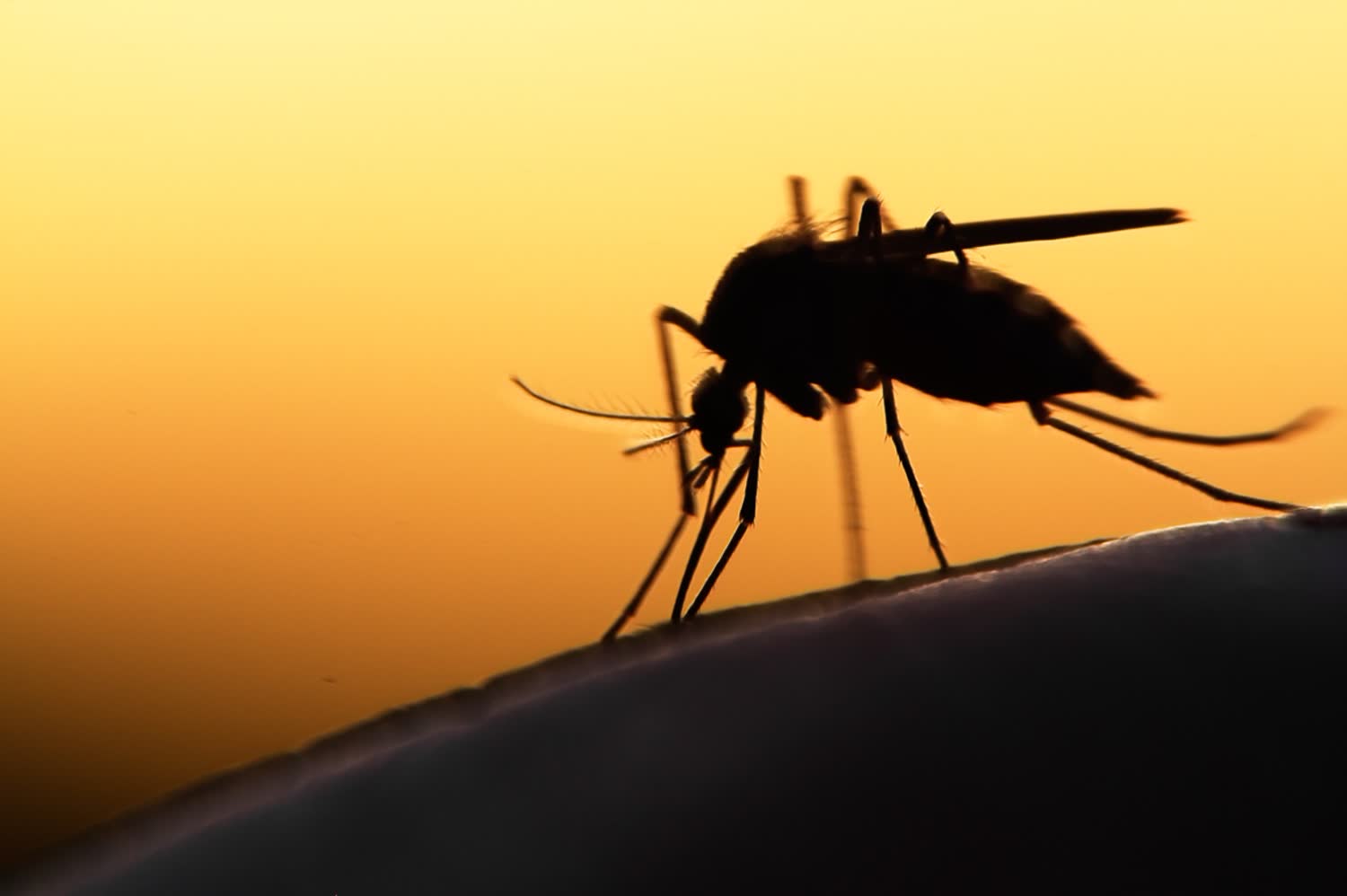 A mosquito silhouetted against a golden sky