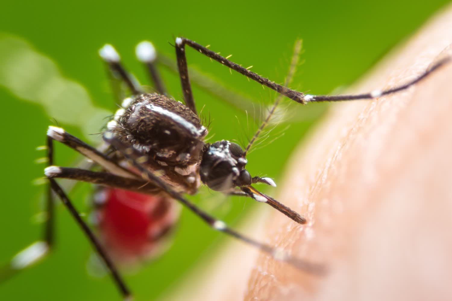 A tiger mosquito feeding on skin