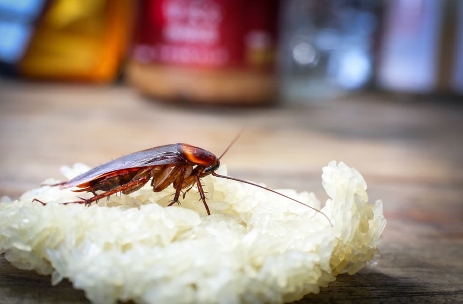 A cockroach eating a crumb of food