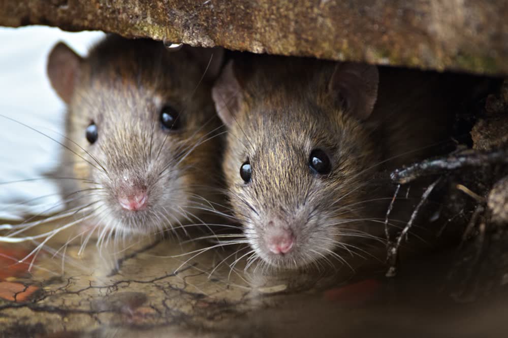 Two mice looking out from under a board
