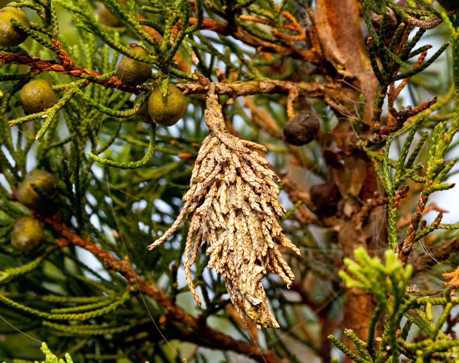 A bagworm hanging on a juniper