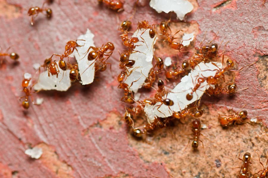 Fire ants on a paving stone