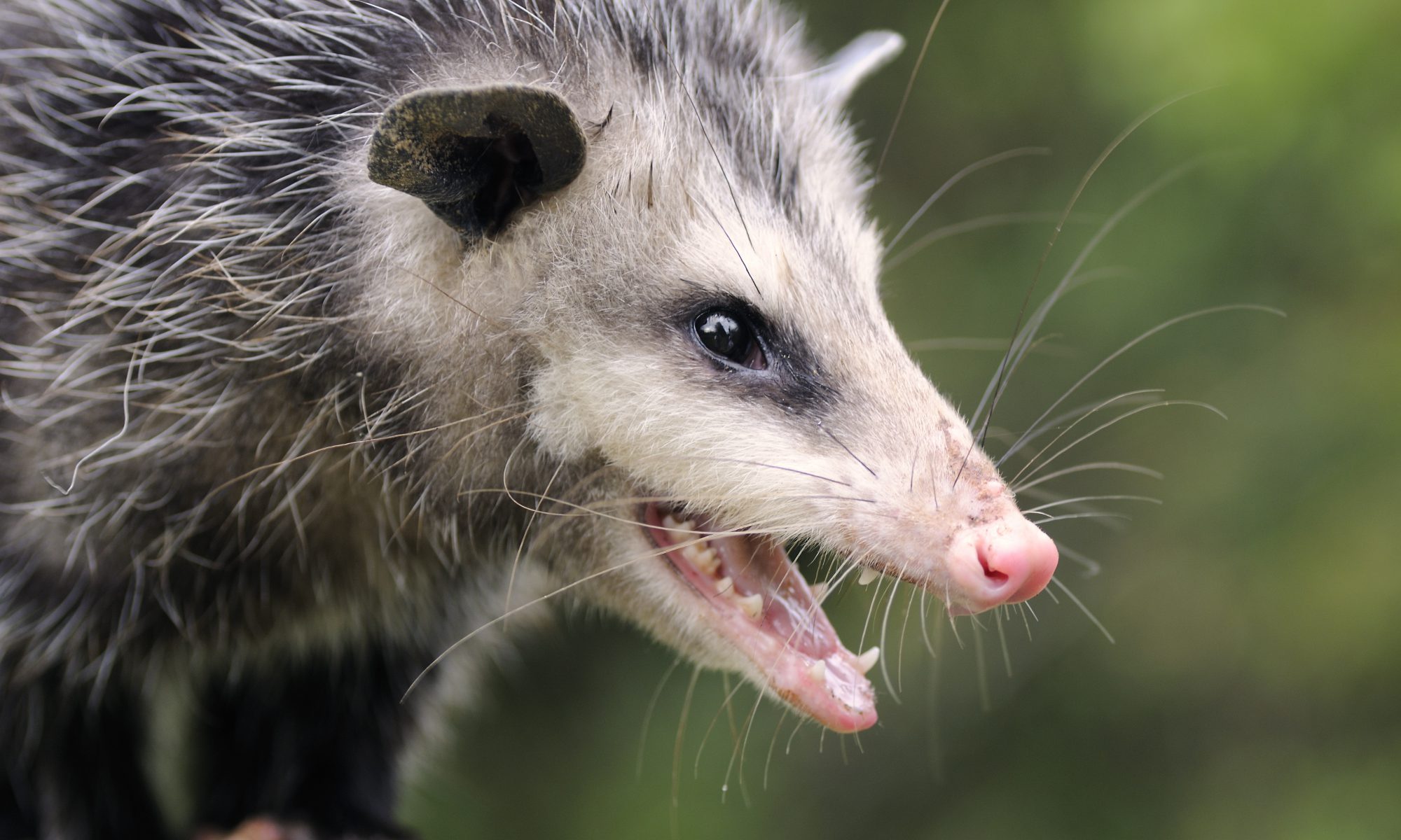Close-up of a snarling opossum showing its teeth.