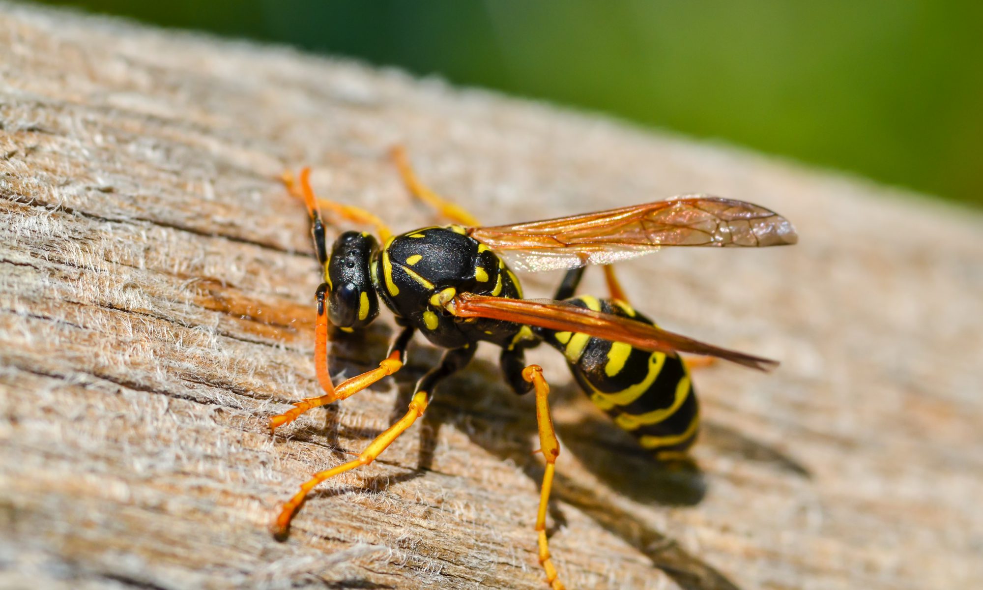 Close-up of a yellow and black wasp resting on wood.