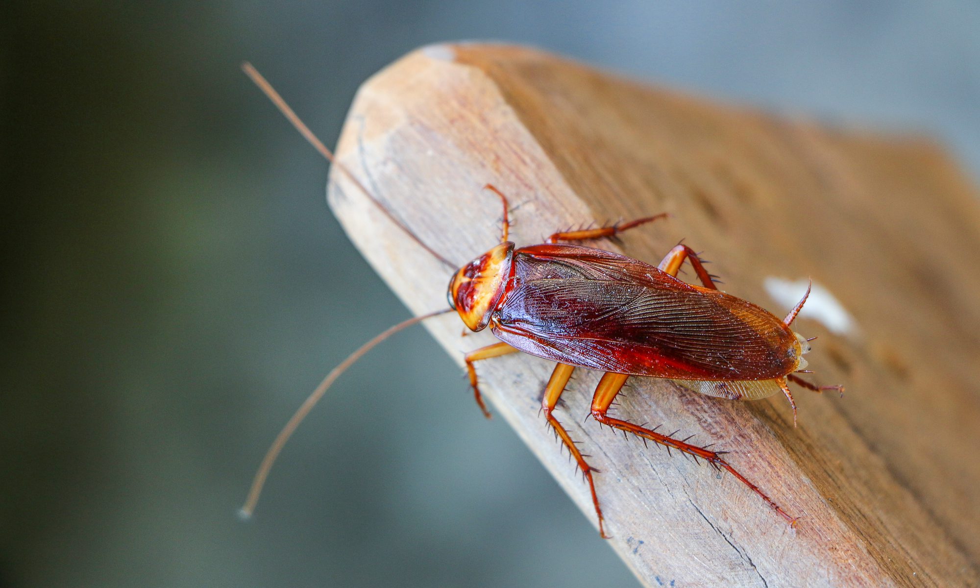 Close-up of a cockroach on a wooden surface.