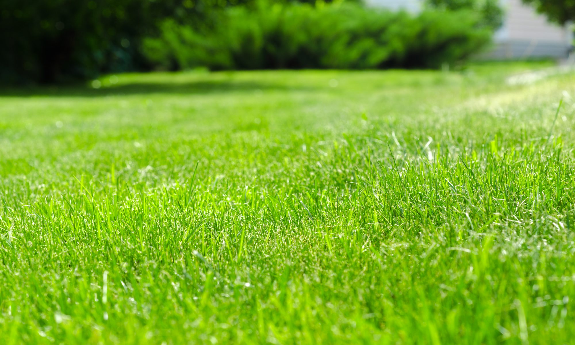 Lush green grass under bright natural light.