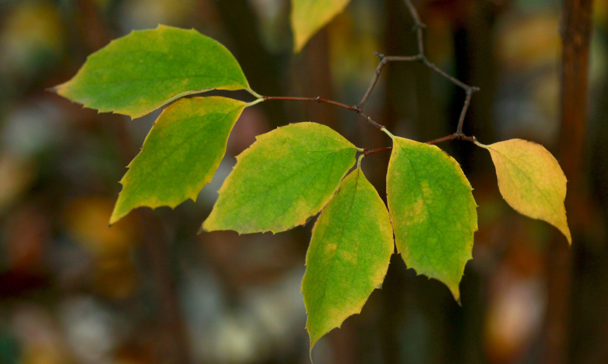 Close-up of green leaves with yellow edges on a branch.