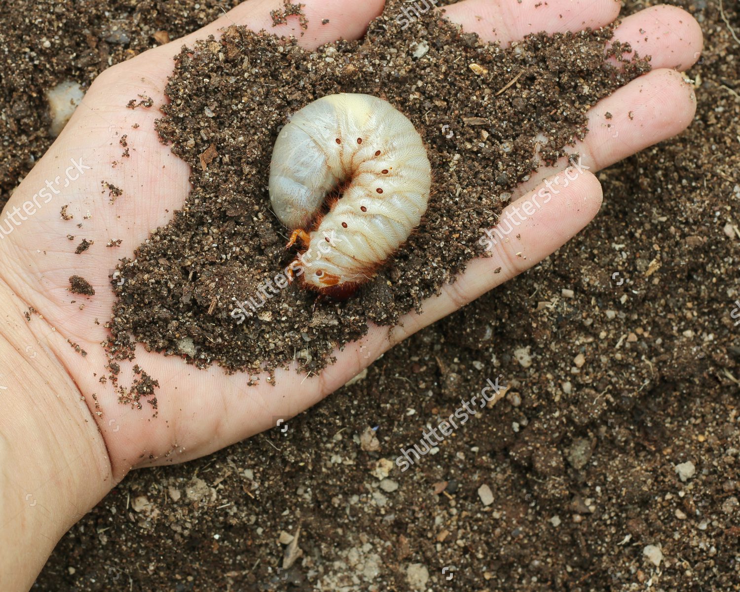 A hand holding a large white grub covered in soil.