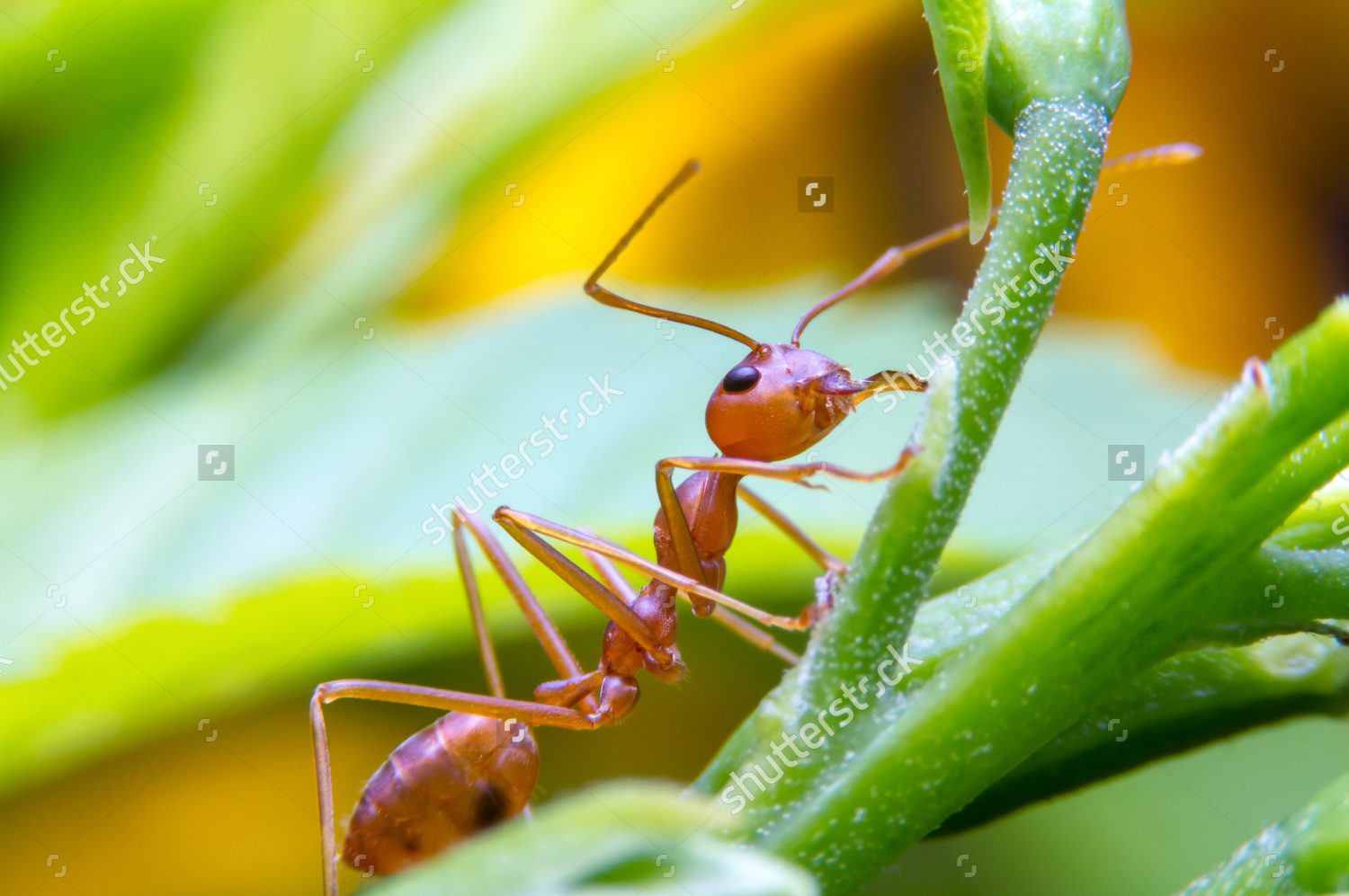 Close-up of a red ant on a green plant stem.