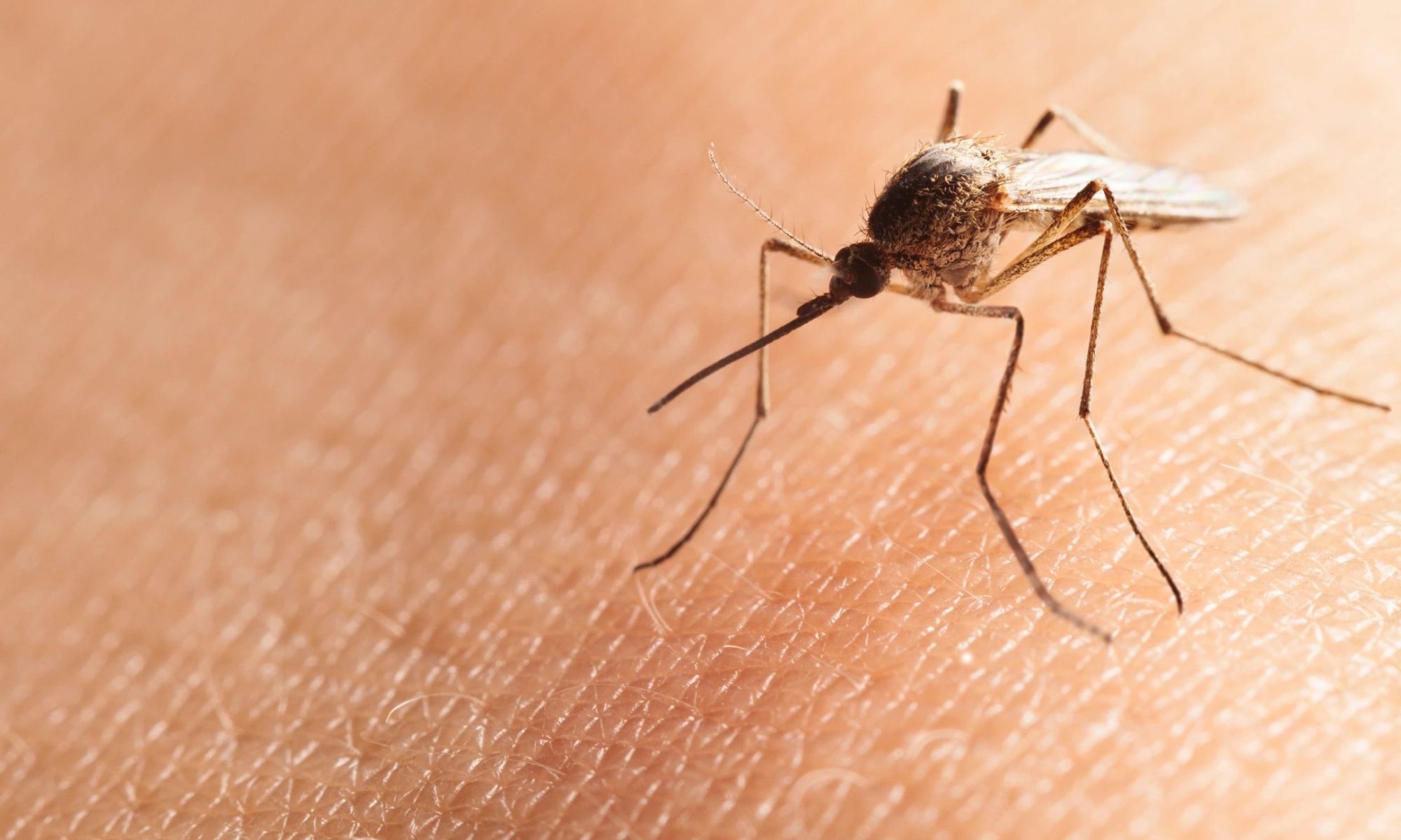 Close-up of a mosquito on human skin.
